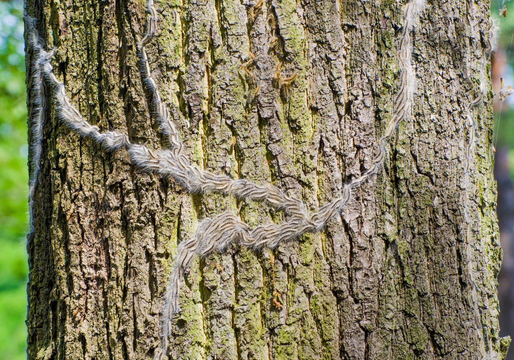 eikenprocessierups herkennen op eikenboom