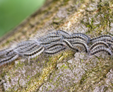 Processierups uitslag herkennen en behandelen