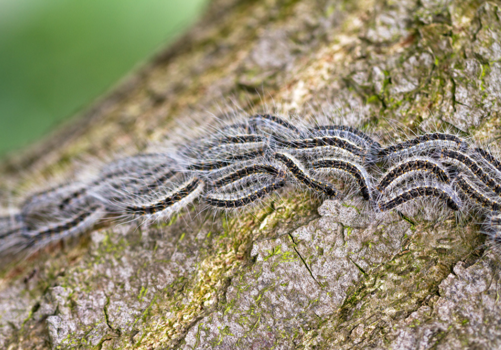 Processierups uitslag herkennen en behandelen