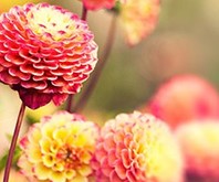 Proin purus nisl, mollis ut elementum ac