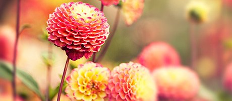 Proin purus nisl, mollis ut elementum ac