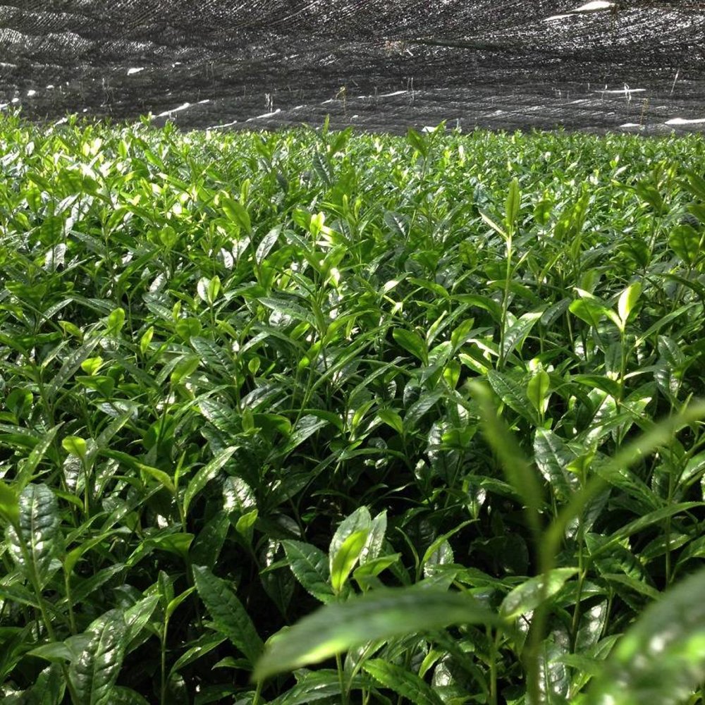 Matcha Grade A "Stone Mill" uit Japan 30g