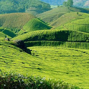 Thé nature Thé nature