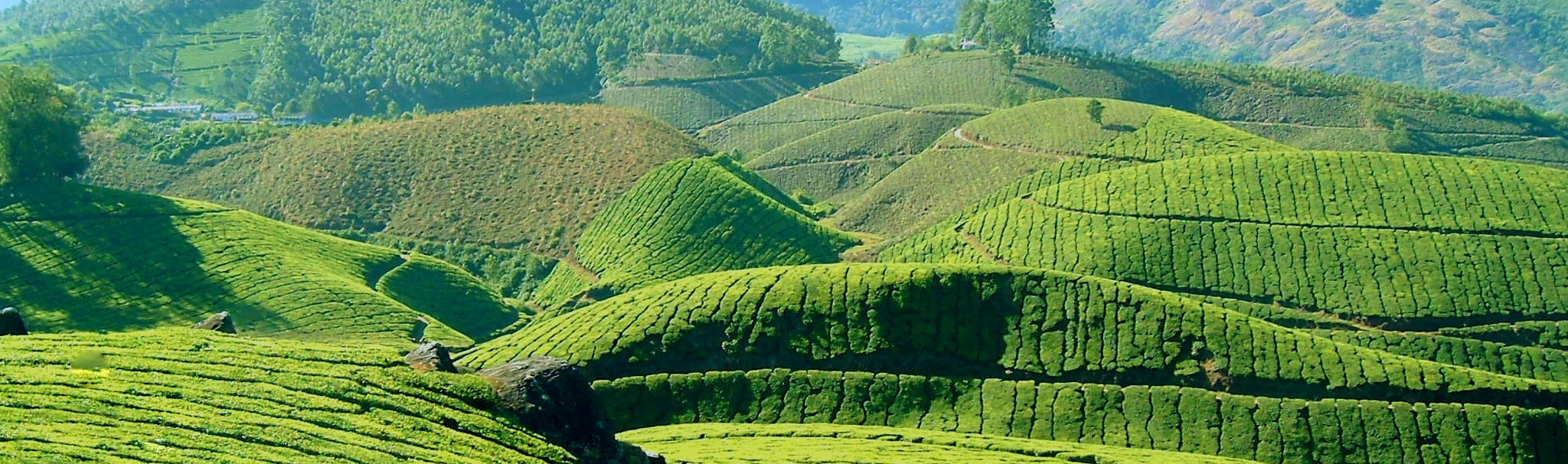 Jaarlijkse reis naar China. Jaarlijkse reis naar China.