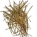 Dennennaalden thee Pinus Sylvestris Vers & Handgeplukt Dennennaalden thee Pinus Sylvestris Vers & Handgeplukt