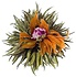 8 Rose Garden Teeblumen 8 Rose Garden Teeblumen