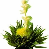 8 Jasmine Fairy Teeblumen 8 Jasmine Fairy Teeblumen