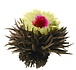 8 Fleurs de Thé Phoenix Eye 8 Fleurs de Thé Phoenix Eye