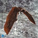 Hiya Toys Godzilla Exquisite Basic Action Figure Godzilla: King of the Monsters Rodan 13 cm