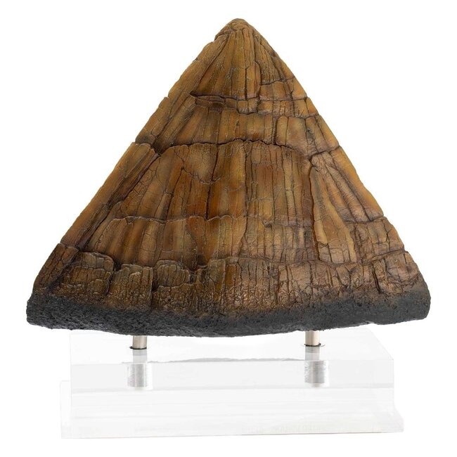 Elite Creature Collectibles Jurassic Park Triceratops Stachel-Requisite (Reproduktion) 19 cm