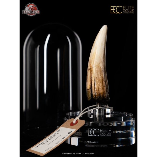 Jurassic Park III Prop Replica 1/1 Spinosaurus Tooth 14 cm