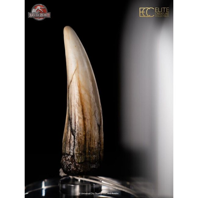 Jurassic Park III Prop Replica 1/1 Spinosaurus Tooth 14 cm