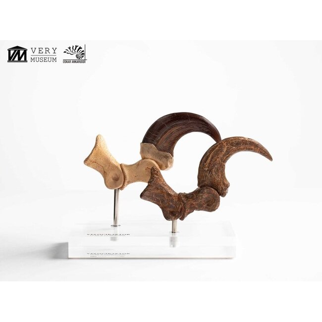 Jurassic Park ECC Elite Creature Line Statue Velociraptor Fußkralle und Fossilkralle Set 20 cm