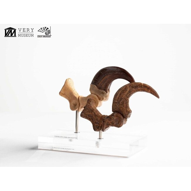 Jurassic Park ECC Elite Creature Line Statue Velociraptor Fußkralle und Fossilkralle Set 20 cm