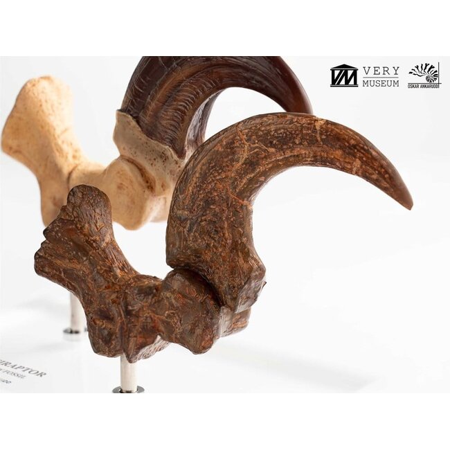 Jurassic Park ECC Elite Creature Line Statue Velociraptor Fußkralle und Fossilkralle Set 20 cm