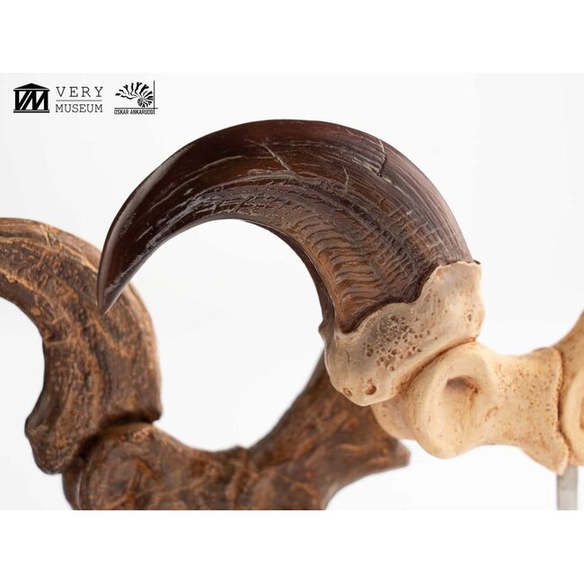 Jurassic Park ECC Elite Creature Line Statue Velociraptor Fußkralle und Fossilkralle Set 20 cm