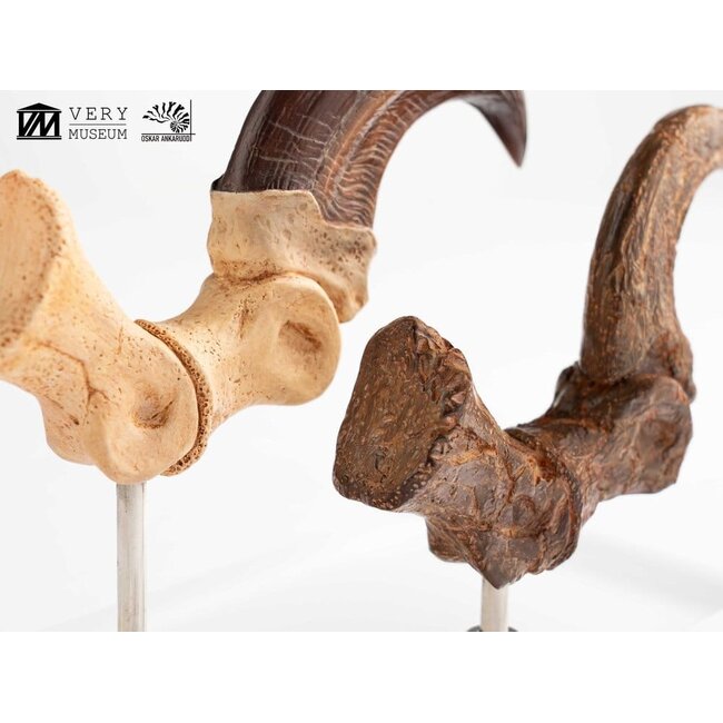 Jurassic Park ECC Elite Creature Line Statue Velociraptor Fußkralle und Fossilkralle Set 20 cm