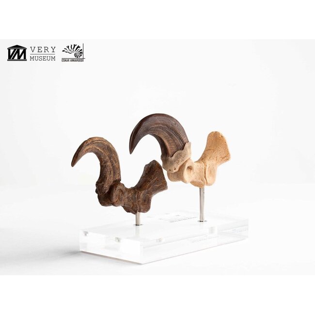 Jurassic Park ECC Elite Creature Line Statue Velociraptor Fußkralle und Fossilkralle Set 20 cm