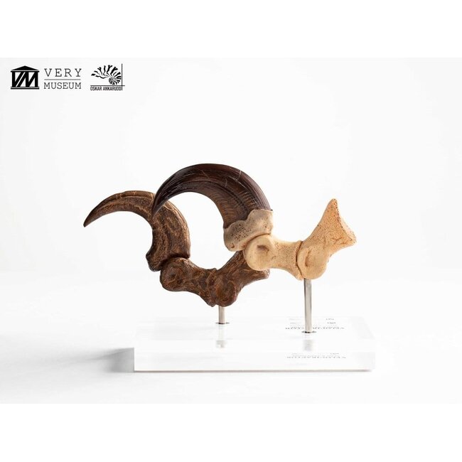 Jurassic Park ECC Elite Creature Line Statue Velociraptor Fußkralle und Fossilkralle Set 20 cm