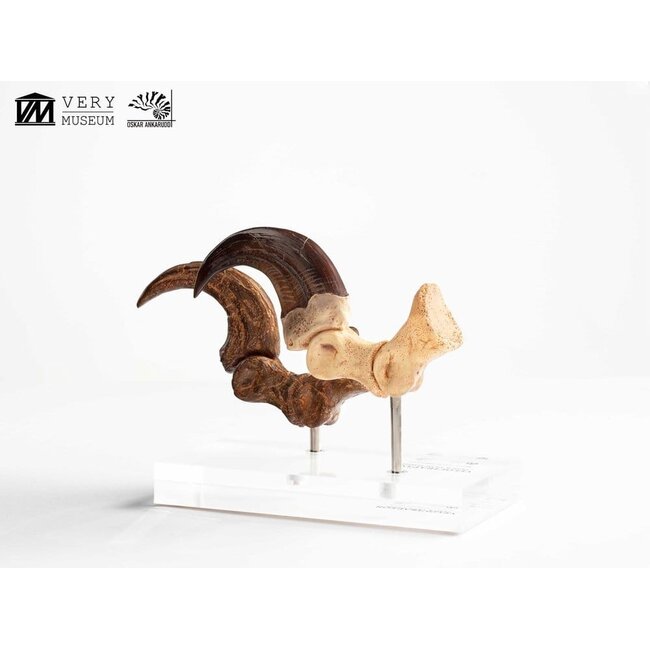 Jurassic Park ECC Elite Creature Line Statue Velociraptor Fußkralle und Fossilkralle Set 20 cm