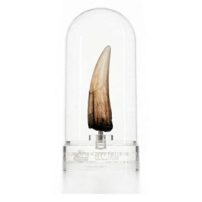 Elite Creature Collectibles Jurassic Park III Prop Replica 1/1 Spinosaurus Tooth 14 cm