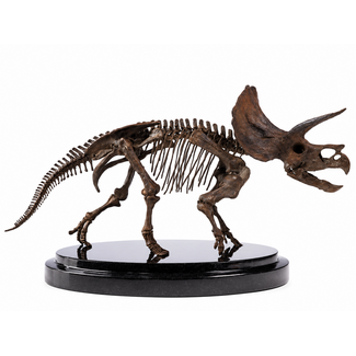 Elite Creature Collectibles Jurassic Park Statue 1/24 Triceratops Fossil Skeleton Bronze 35 cm