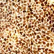 VillaFlor Wandlamp Wangi gold Apollo H 55 cm beige VillaFlor Wandlamp Wangi gold Apollo H 55 cm beige