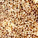 VillaFlor Tafellamp Wangi gold Bol Ø 40 cm beige VillaFlor Tafellamp Wangi gold Bol Ø 40 cm beige