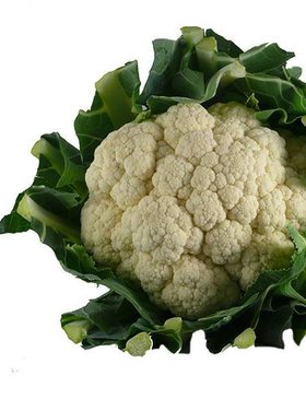 Toubio Chou-fleur  france - 1 pièce