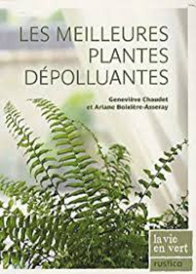 Rustica Les meilleures plantes dépolluantes
