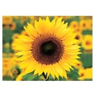 Tushita Postkarte - Sonnenblume - Sunflower