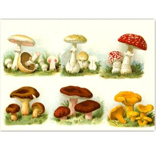 Catch Publishing Postcard - Mushrooms - Autumn