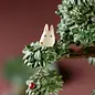 Benelic Studio Ghibli - My Neighbor Totoro - Totoro en de magische Kamferboom diorama met zandloper
