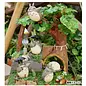 Benelic Studio Ghibli - My Neighbor Totoro - Big Totoro series 1 Blind box figuur