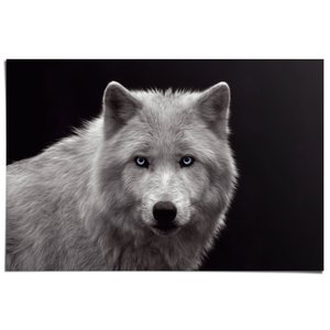 Poster Witte Wolf
