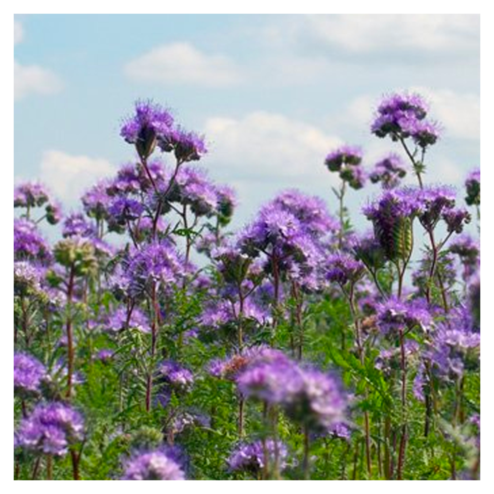 Phacelia