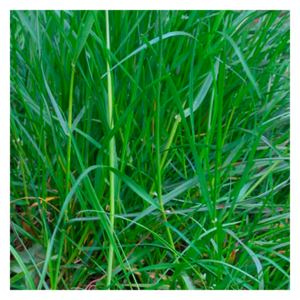 MRS Seeds & Mixtures Ray-Grass anglais - Lolium perenne
