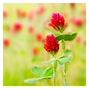 MRS Seeds & Mixtures Trèfle Incarnat - Trifolium incarnatum