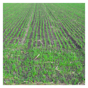 MRS Seeds & Mixtures Avoine japonaise MRS Seeds & Mixtures Avoine japonaise
