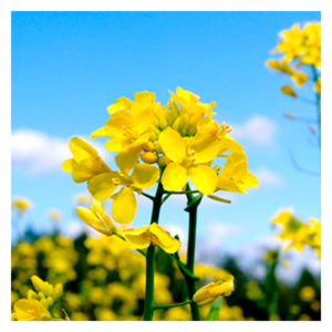 MRS Seeds & Mixtures Moutarde jaune