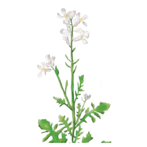 VDS Roquette - Eruca Sativa