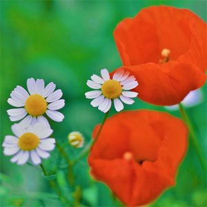 MRS Seeds & Mixtures Mélange de fleurs de champs sauvages - 10 espèces