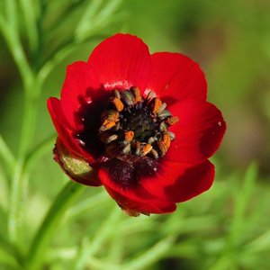 MRS Seeds & Mixtures Mélange de fleurs de champs sauvages - 6 espèces