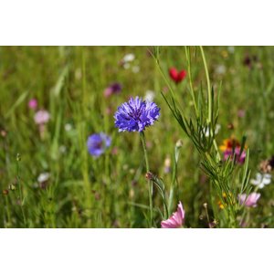 MRS Seeds & Mixtures Mélange biologique de fleurs sauvages annuelles et vivaces