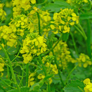 MRS Seeds & Mixtures Chou à feuilles