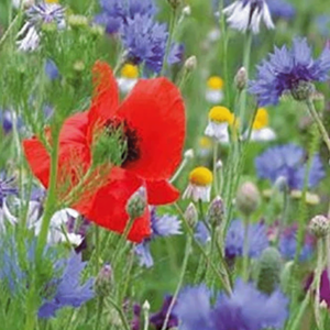 MRS Seeds & Mixtures Mélange de fleurs indigènes - pluriannuelles