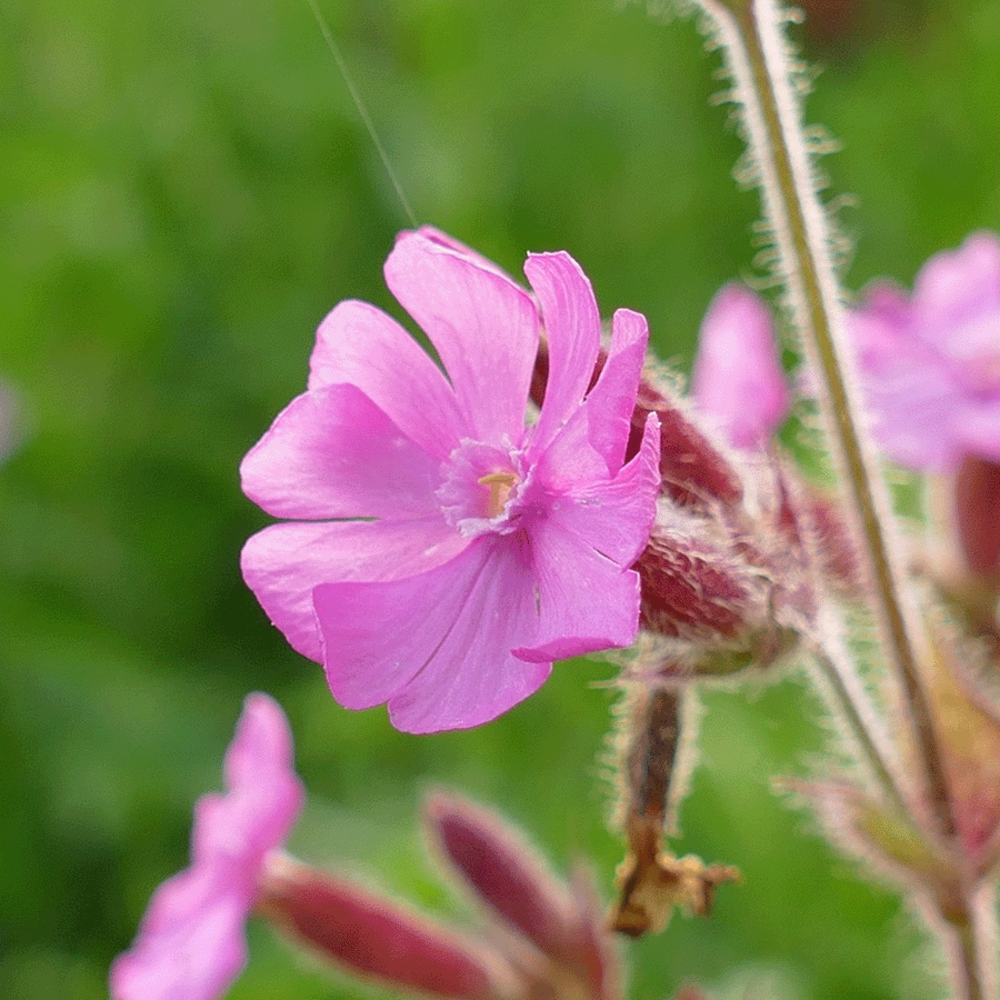 Mélange de fleurs d'ombre Indigène - vivace