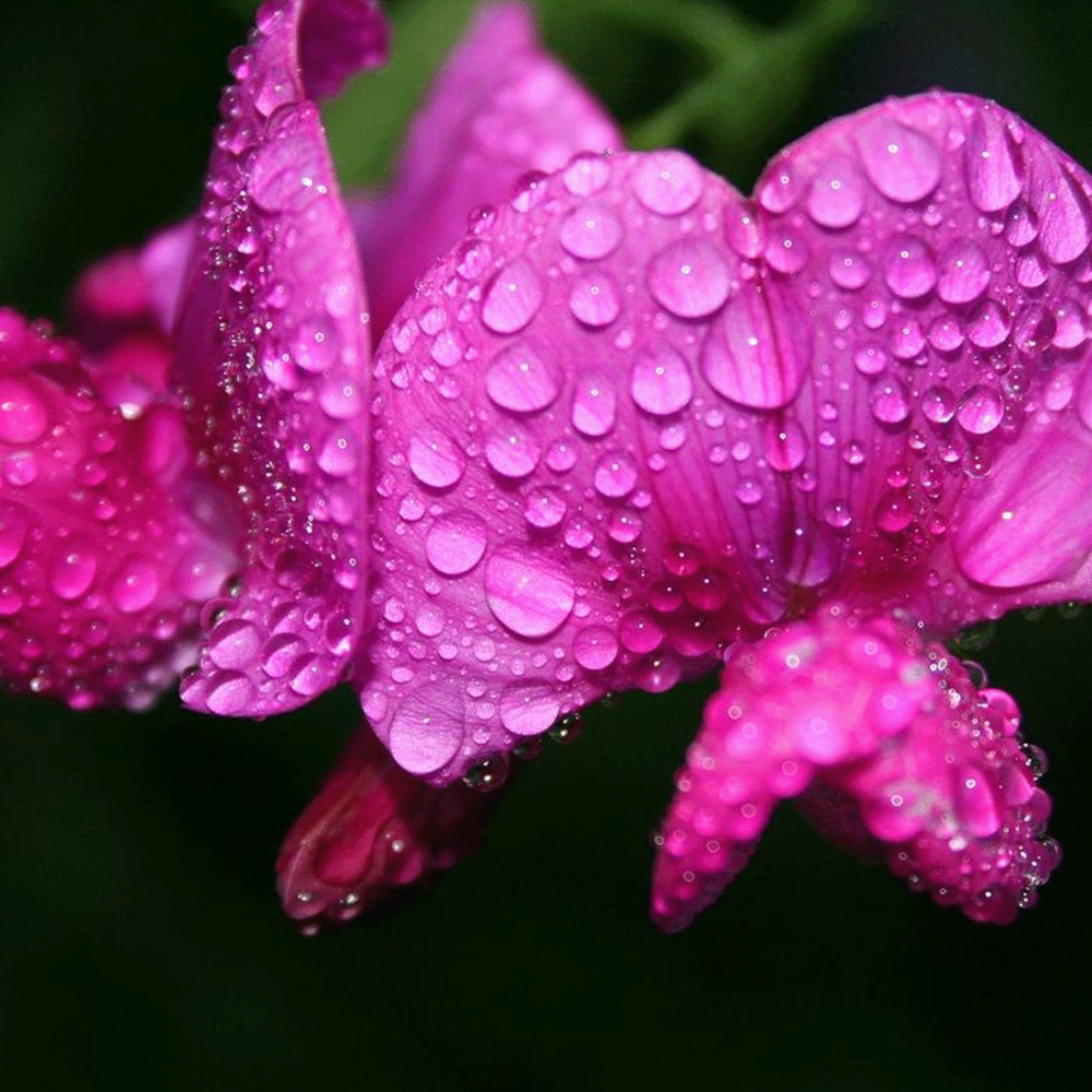 Mélange de fleurs d'ombre Indigène - vivace