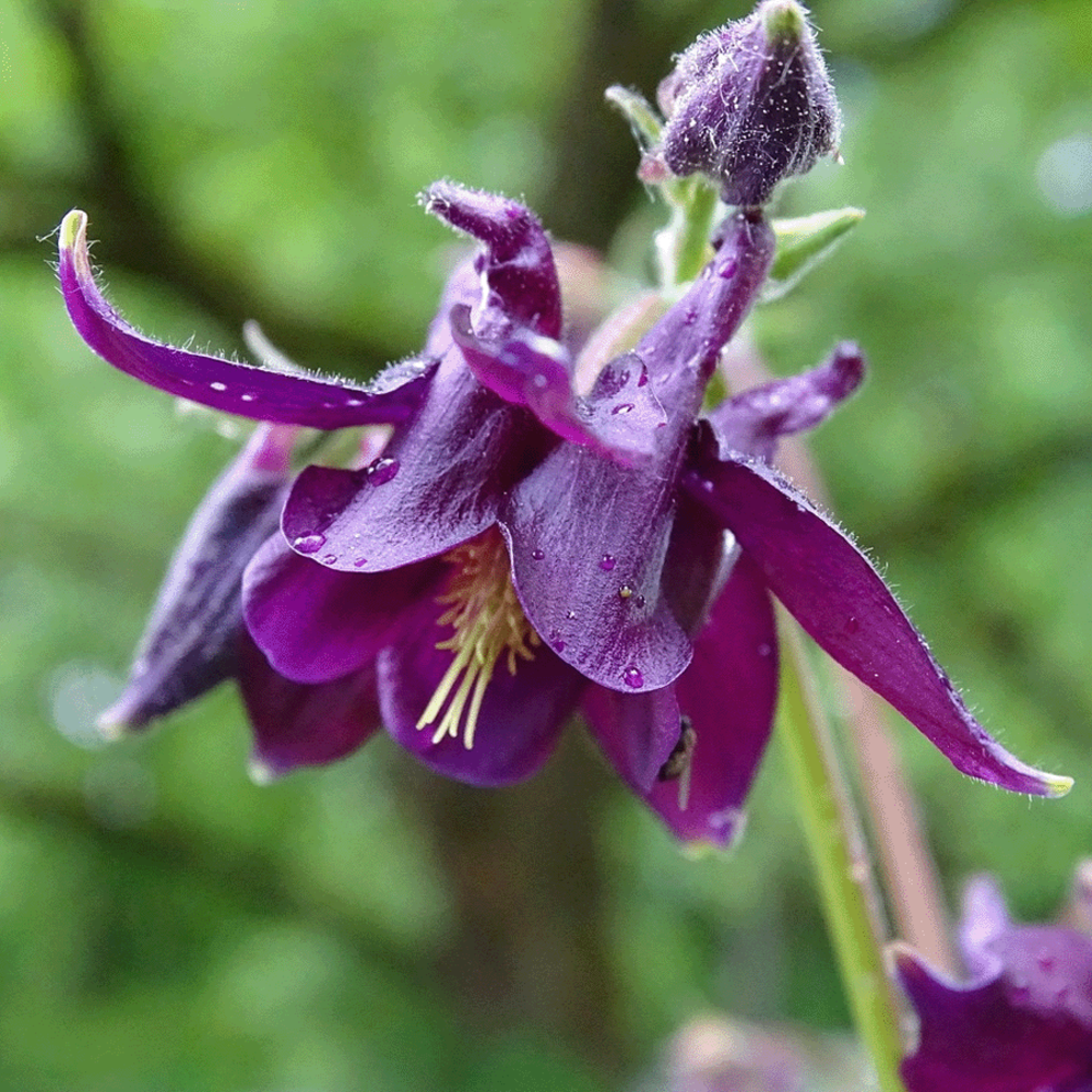 Mélange de fleurs d'ombre Indigène - vivace