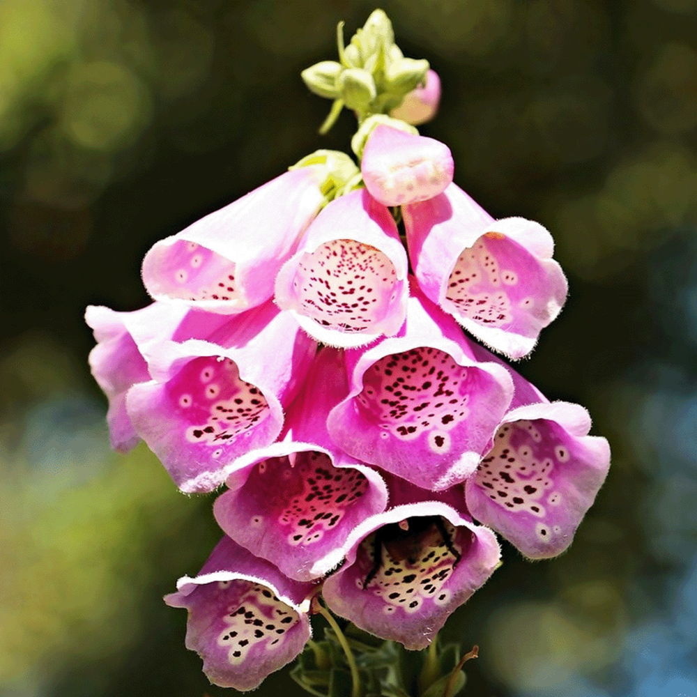 Mélange de fleurs d'ombre Indigène - vivace